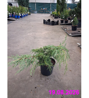 Juniperus media 'Pfitz. Aurea' C 2 L